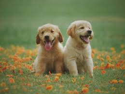 Puppies playing in field